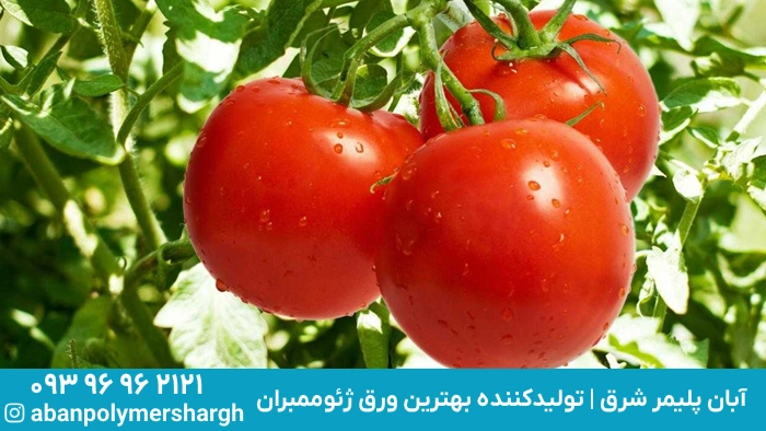 کاشت گوجه فرنگی, همه چیز درباره کاشت گوجه فرنگی, نور و خاک برای کشت گوجه فرنگی, آبیاری و کوددهی گوجه فرنگی, استفاده از ژئوممبران برای ساخت استخر آبیاری گوجه فرنگی, مراحل رشد در کاشت گوجه فرنگی, مراحل کاشت بذر گوجه فرنگی و پرورش نشاء گوجه فرنگی, ۱۲ نکته برای کاشت و پرورش گوجه فرنگی در خانه, آبان پلیمر شرق, ژئوممبران