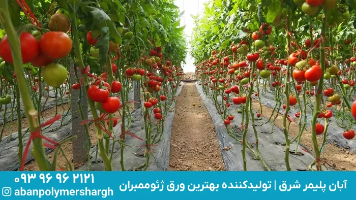 کاشت گوجه فرنگی, همه چیز درباره کاشت گوجه فرنگی, نور و خاک برای کشت گوجه فرنگی, آبیاری و کوددهی گوجه فرنگی, استفاده از ژئوممبران برای ساخت استخر آبیاری گوجه فرنگی, مراحل رشد در کاشت گوجه فرنگی, مراحل کاشت بذر گوجه فرنگی و پرورش نشاء گوجه فرنگی, ۱۲ نکته برای کاشت و پرورش گوجه فرنگی در خانه, آبان پلیمر شرق, ژئوممبران