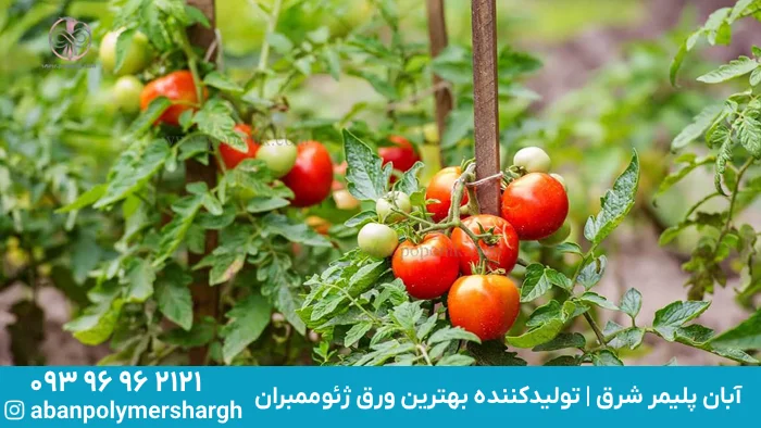 کاشت گوجه فرنگی, همه چیز درباره کاشت گوجه فرنگی, نور و خاک برای کشت گوجه فرنگی, آبیاری و کوددهی گوجه فرنگی, استفاده از ژئوممبران برای ساخت استخر آبیاری گوجه فرنگی, مراحل رشد در کاشت گوجه فرنگی, مراحل کاشت بذر گوجه فرنگی و پرورش نشاء گوجه فرنگی, ۱۲ نکته برای کاشت و پرورش گوجه فرنگی در خانه, آبان پلیمر شرق, ژئوممبران